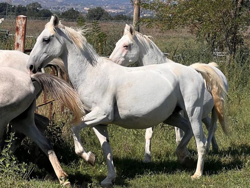 Alla scoperta del Parco dei Cavalli 